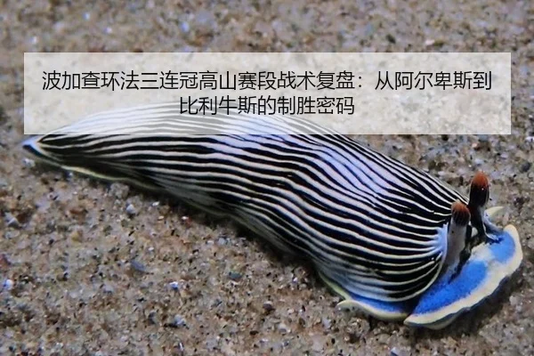 bo-jia-cha-huan-fa-san-lian-guan-gao-shan-sai-duan-zhan-shu-fu-pan-cong-a-er-bei-si-dao-bi-li-niu-si-de-zhi-sheng-mi-ma-3-859.jpg